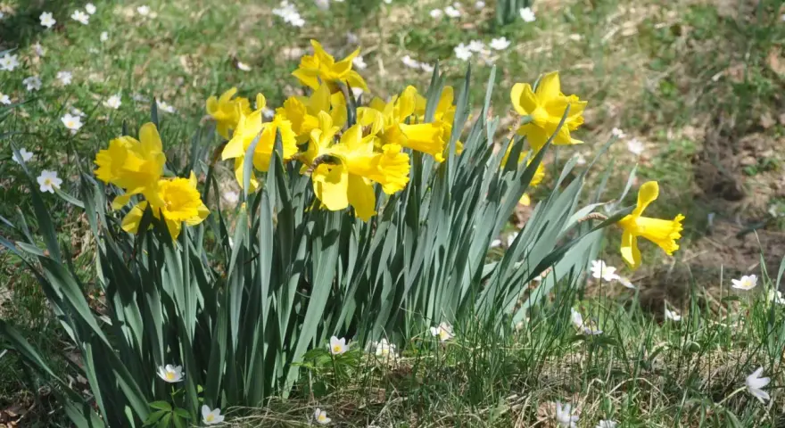 Gula påskliljor blommar i gräset, omgivna av små vita blommor. Vackra, men tänk på att påskliljor giftiga.