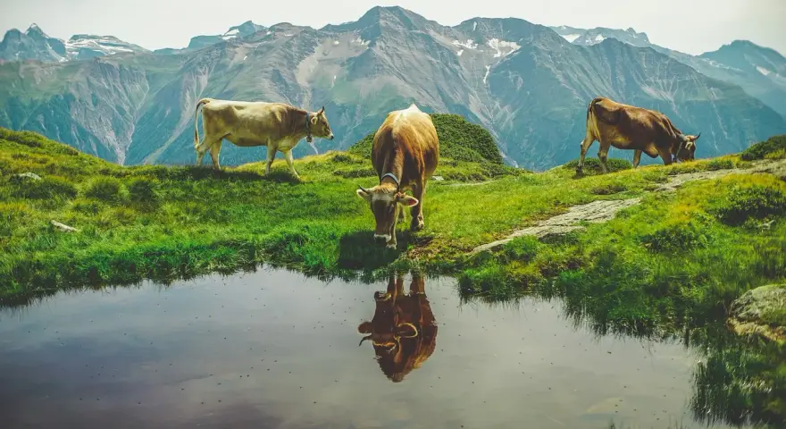 Tre mucche al pascolo in montagna vicino a uno stagno. Chissà quanti litri di acqua beve una mucca al giorno per stare così in forma!