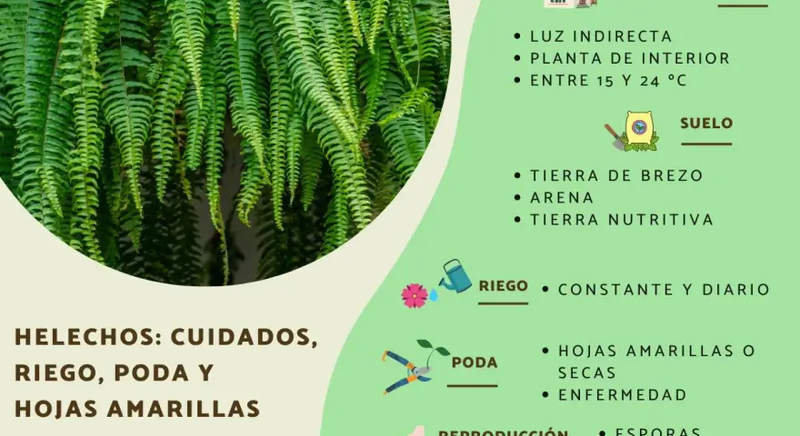 Helechos: cuidados, riego y poda. Consejos para evitar hojas amarillas y mantenerlos sanos.