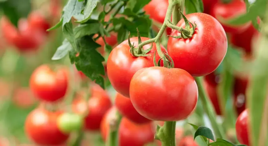 Reife, rote Tomaten hängen an einem Strauch. Die tomaten erntezeit hat begonnen und die Früchte sind bereit für die Ernte.