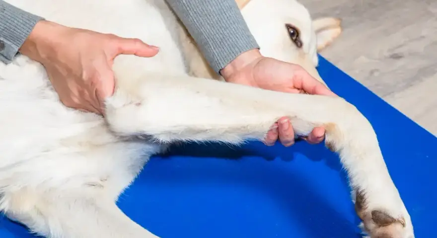 Fizjoterapeuta delikatnie masuje łapę psa, pomagając mu w rehabilitacji. Ta librela dla psa zapewnia ulgę w bólu.