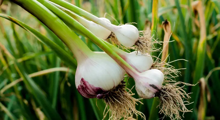 Frisch geernteter Knoblauch zieht aus der Zehe, mit Wurzeln und grünen Stielen, vor einem Hintergrund aus grünen Blättern.