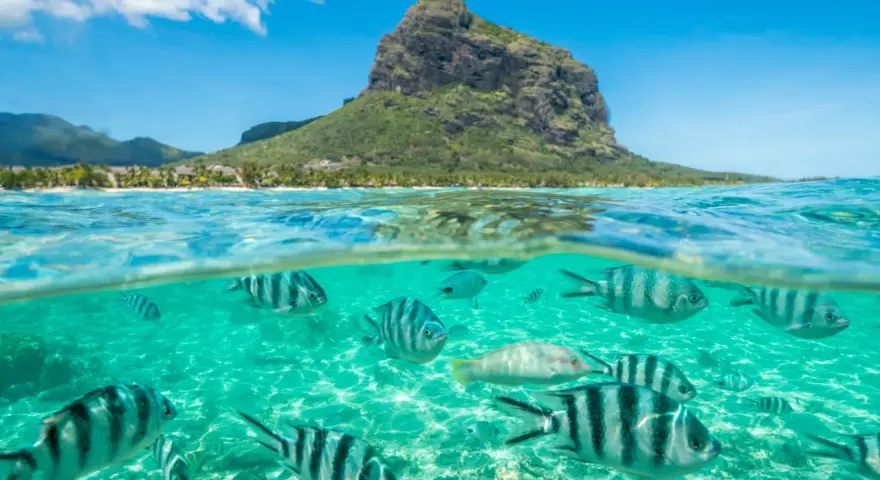 Podwodny świat z rybami i góra Le Morne Brabant na Mauritiusie. Czy na Mauritius jest bezpiecznie? Tak, to raj dla nurków.