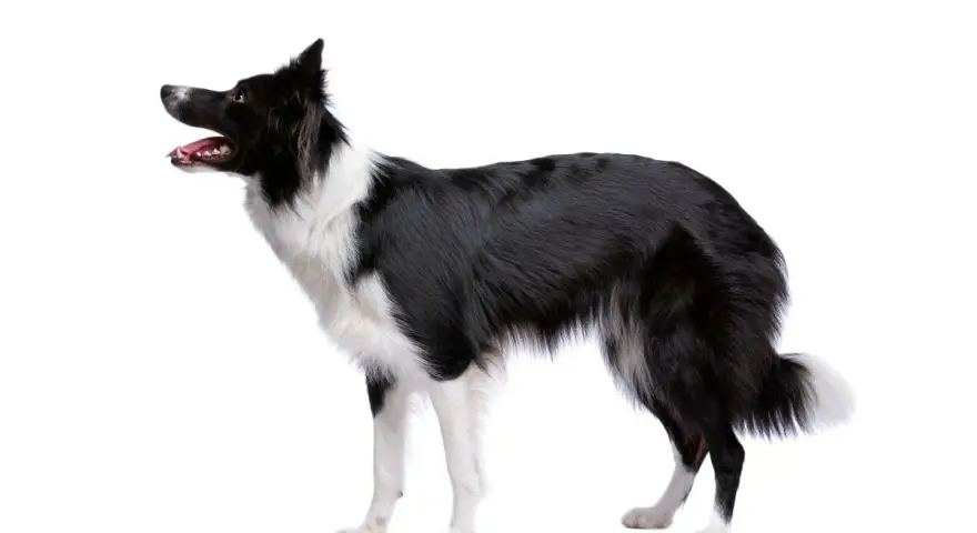 Czarny pies rasy border collie z białą sierścią, stojący na białym tle. Jego gęsta sierść jest jego ozdobą.