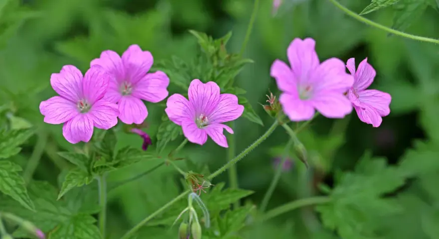 Zarte rosa Blüten von Storchschnabel Bodendecker entfalten sich im satten Grün.