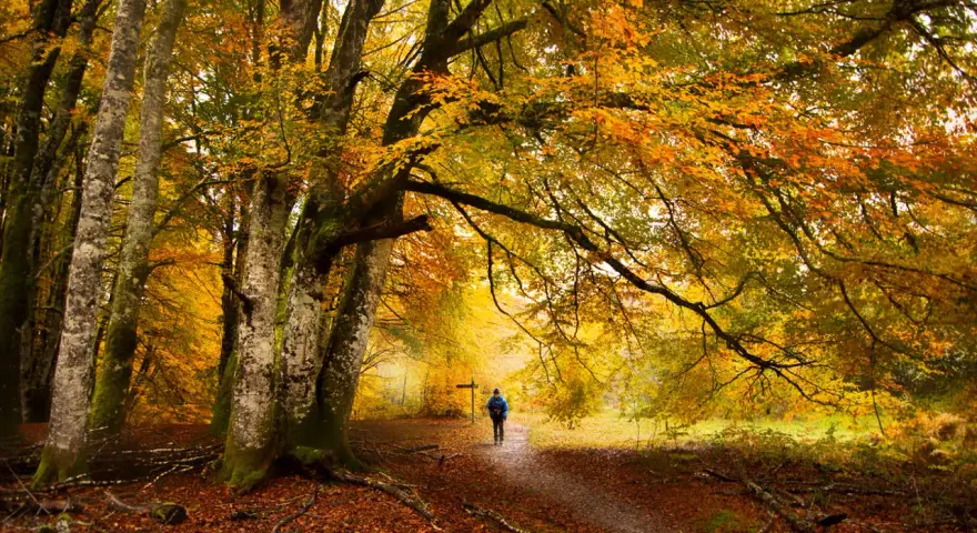 Un senderista camina por un sendero cubierto de hojas en un hayedo de otoño, rodeado de árboles con follaje dorado y naranja.
