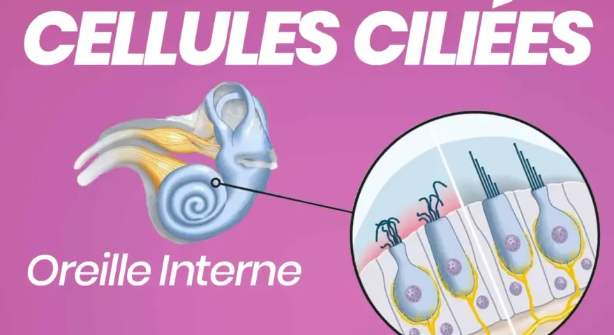Illustration de l'oreille interne montrant des cellules ciliées avec leurs cils vibratiles, essentiels à l'audition.