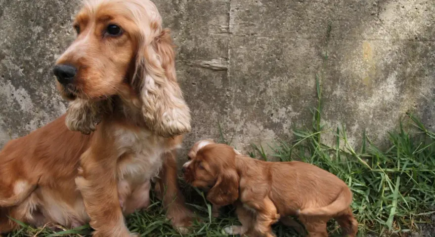 Mama cocker spaniel z szczeniakiem. Zastanawiasz się nad cocker spaniel cena?