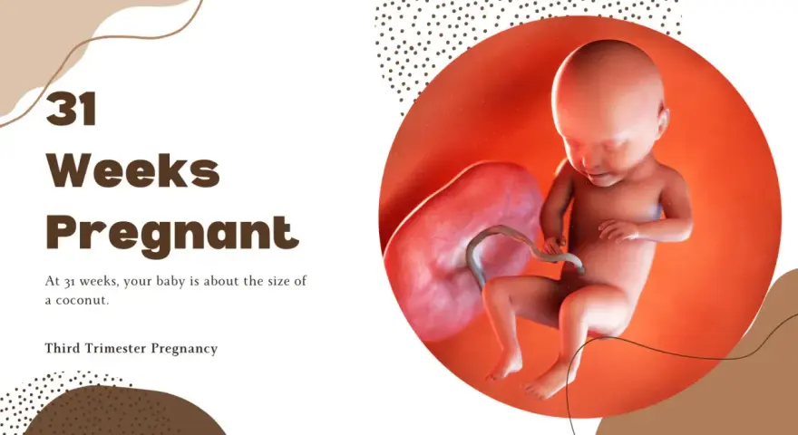 31 ssw: Ein Baby, so groß wie eine Kokosnuss, entwickelt sich im Mutterleib. Dritte Schwangerschaftswoche.