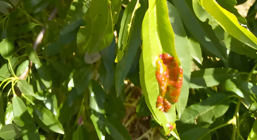 Foglie verdi di mandorlo con macchie rosse e marroni, possibili sintomi di malattie del mandorlo.