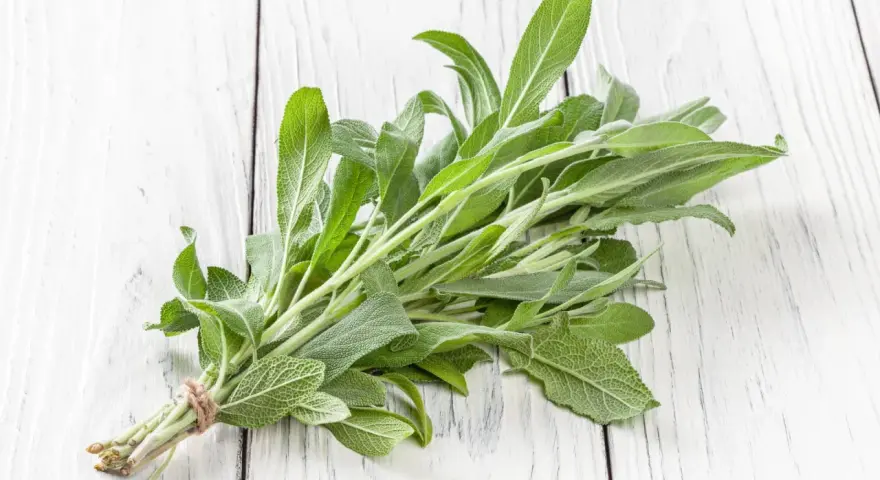 Pęczek świeżej szałwii, z jej zielonymi, aksamitnymi liśćmi, wygląda jakby był w ciąży z nowymi smakami i aromatami.