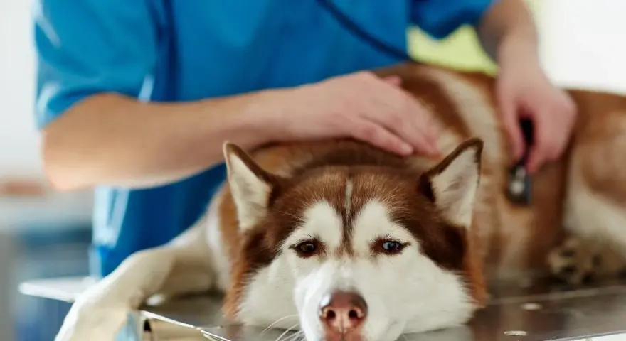 Weterynarz bada psa z wodobrzuszem. Smutne oczy husky patrzą wprost. Ile czasu zostało?
