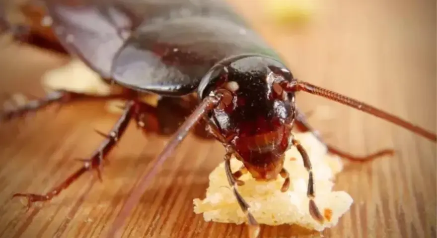 Cucaracha comiendo, un recordatorio de las enfermedades que transmiten las cucarachas.