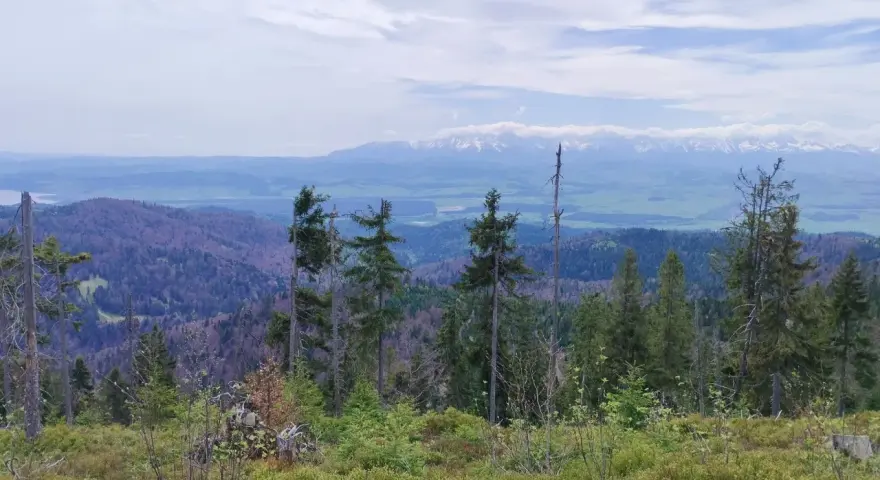 Widok z Rabki Zdrój na Tatry. W oddali majaczą ośnieżone szczyty, a bliżej zielone doliny i lasy.