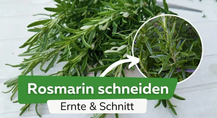 Frischer Rosmarin wird geerntet und geschnitten. Ein Kreis zeigt Nahaufnahme der Nadeln.