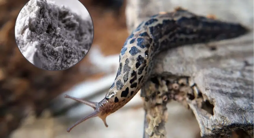 Mączka bazaltowa na ślimaki – naturalny sposób na ochronę ogrodu przed szkodnikami.