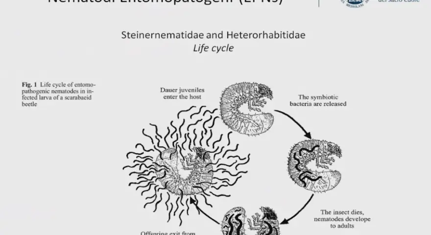 Ciclo vitale di nematodi entomopatogeni: i juvenil entrano nell'ospite, rilasciano batteri, l'insetto muore e i nematodi si sviluppano.