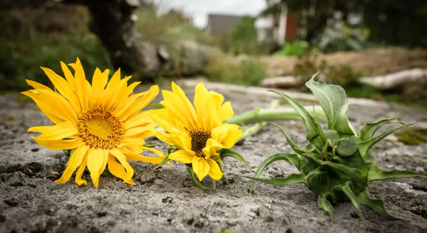 Två solrosor, Helianthus annuus, ligger på en sten. En knopp syns till höger.