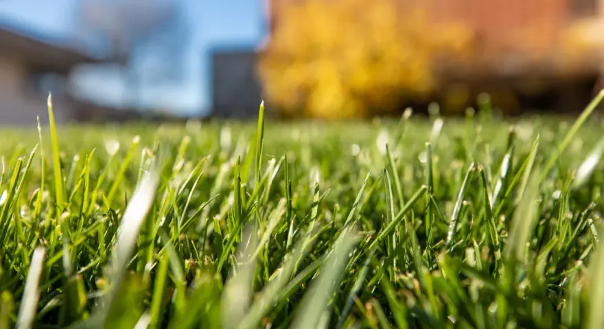 Erba verde brillante, appena trattata con diserbante antigerminello, con gocce di rugiada e sfondo sfocato di casa e alberi.