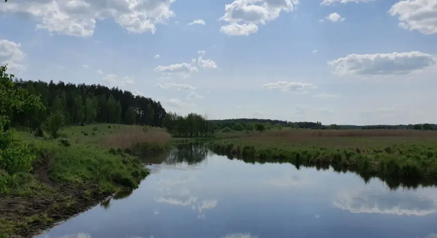 Spokojne jezioro Łańskie odbija błękitne niebo z chmurami. Brzegi porośnięte trawą i trzcinami, w oddali las.