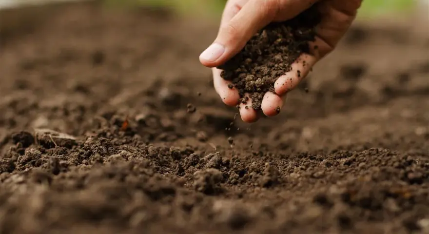 Mano che sparge terra, un passo per capire come rendere acido il terreno per certe piante.