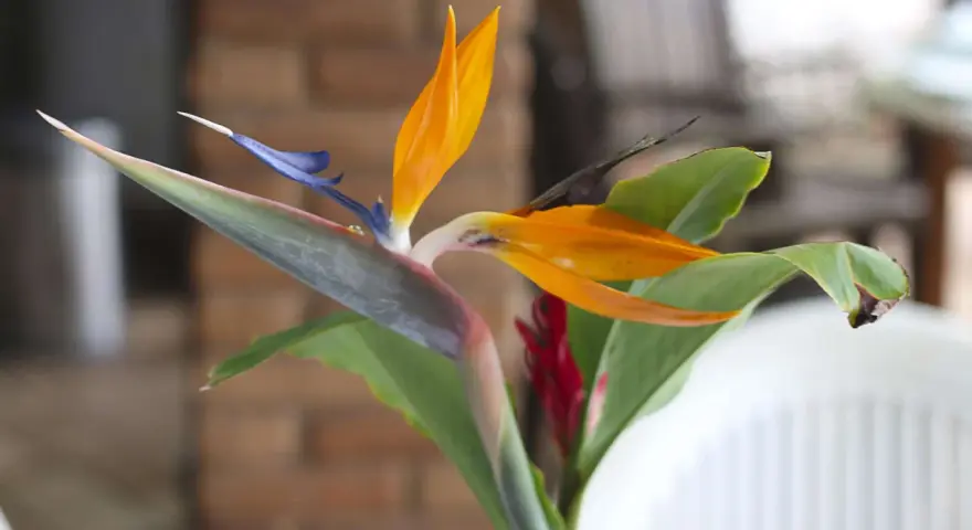 Eine exotische Strelitzie mit leuchtend orangen Blütenblättern und blauem Schnabel. Die **Strelitzie Pflege** ist einfach, wenn sie hell und warm steht.