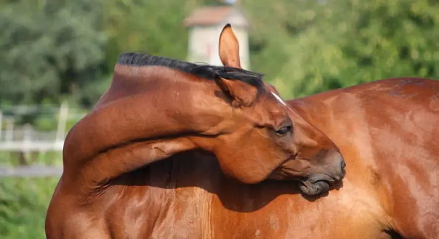 Un cheval brun se gratte le cou avec sa tête, une scène de détente. La crinière noire est visible.