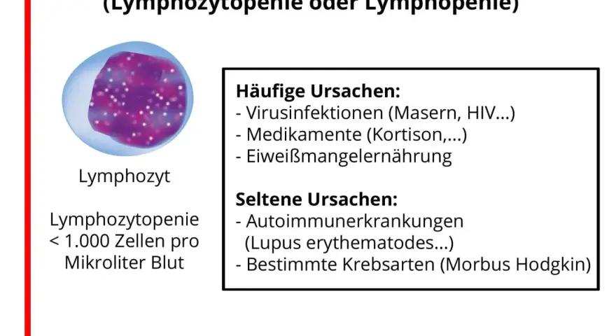 Bild zeigt einen Lymphozyten und erklärt, dass zu niedrige Lymphozyten (Lymphozytopenie) durch Viren, Medikamente oder Mangelernährung verursacht werden können.
