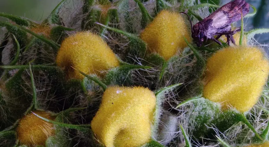 Gros plan d'une plante aux fruits jaunes duveteux et d'un insecte, rendu net grâce au focus stacking.