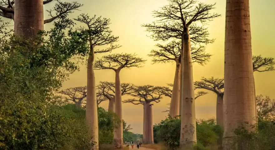 Aleja Baobabów na Madagaskarze. Kiedy jechać? Najlepiej w porze suchej, od kwietnia do października, by podziwiać te majestatyczne drzewa w pełnej krasie.