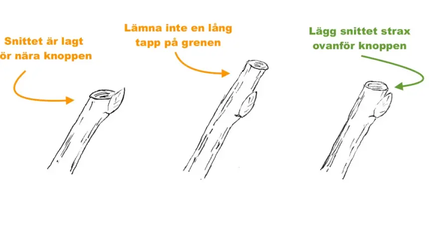 Illustrationer visar hur man beskär ekar. Korrekt beskärning sker strax ovanför en knopp, inte med en lång tapp på grenen.