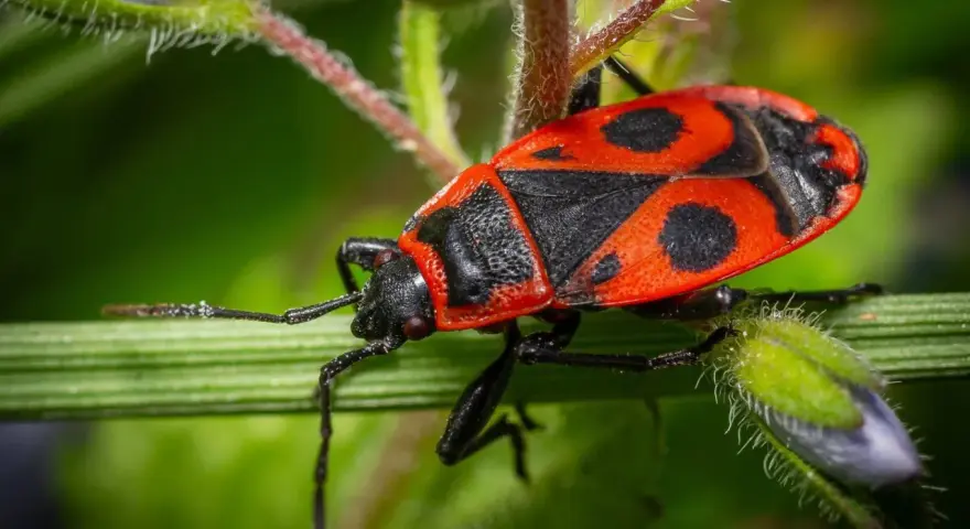 Una cimice rossa, con il suo vivace disegno nero e rosso, si posa su un filo d'erba verde.