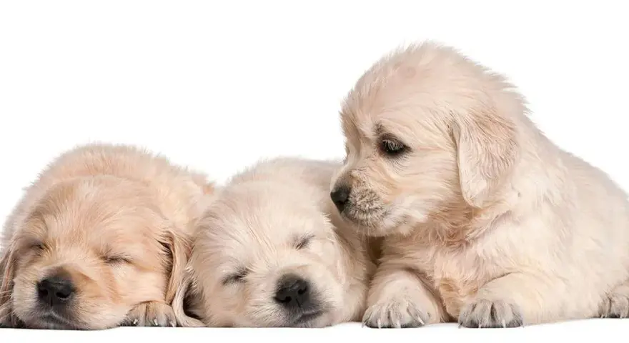 Ile kosztuje golden retriever z hodowli? Poznaj ukryte koszty i różnice