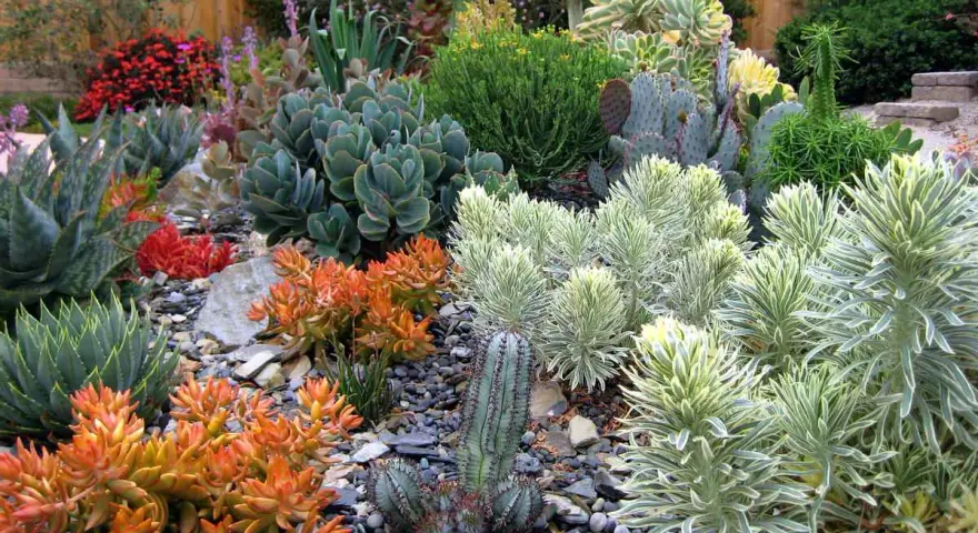 Un giardino moderno con piante grasse dai colori vivaci e forme scultoree, un'oasi di design e natura.
