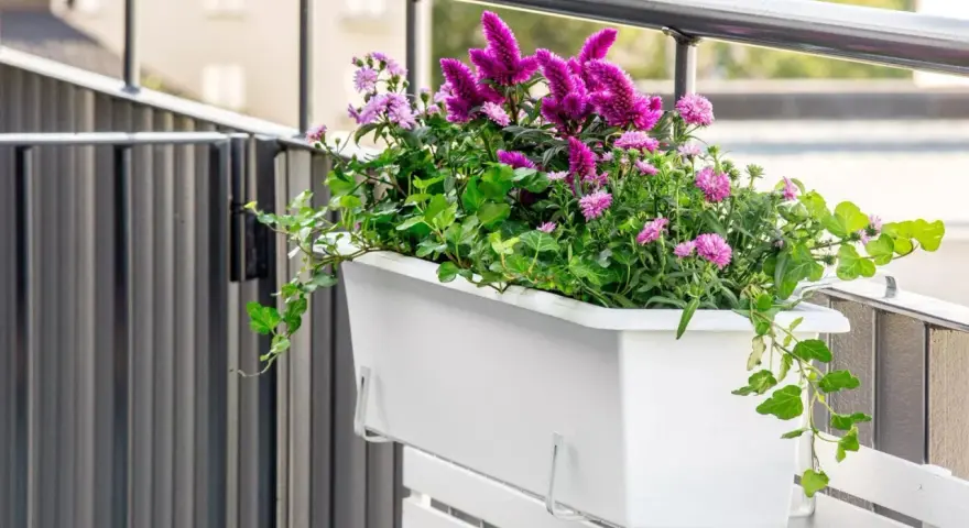 En vit balkonglåda fylld med lila blommor och gröna blad. En slingerkrasse växer vackert över kanten.