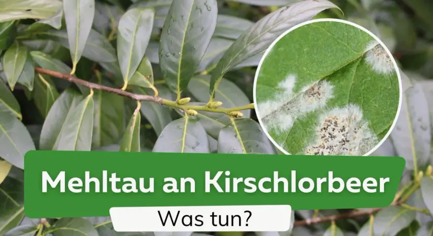 Nahaufnahme von Kirschlorbeerblättern mit Mehltaubefall, einer der häufigsten Kirschlorbeer Krankheiten.