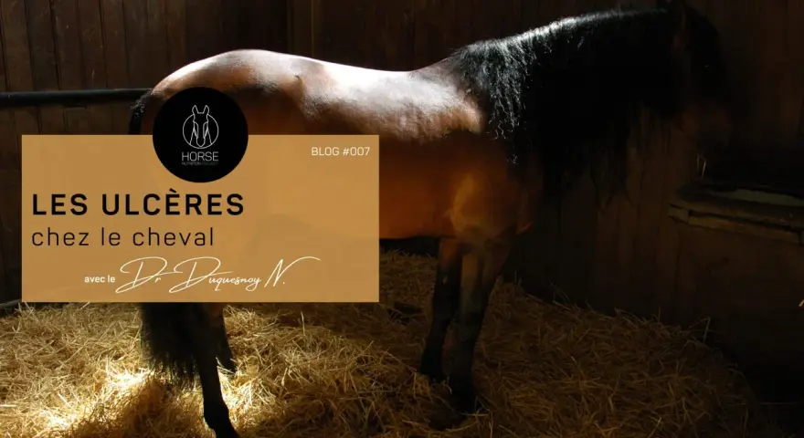 Un cheval dans une stalle, avec un texte sur les ulcères chez le cheval.