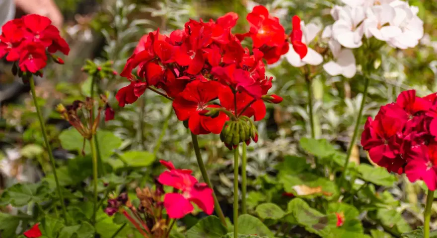 Czerwone i białe pelargonie kwitnące, idealne krzewy na balkon słoneczny.