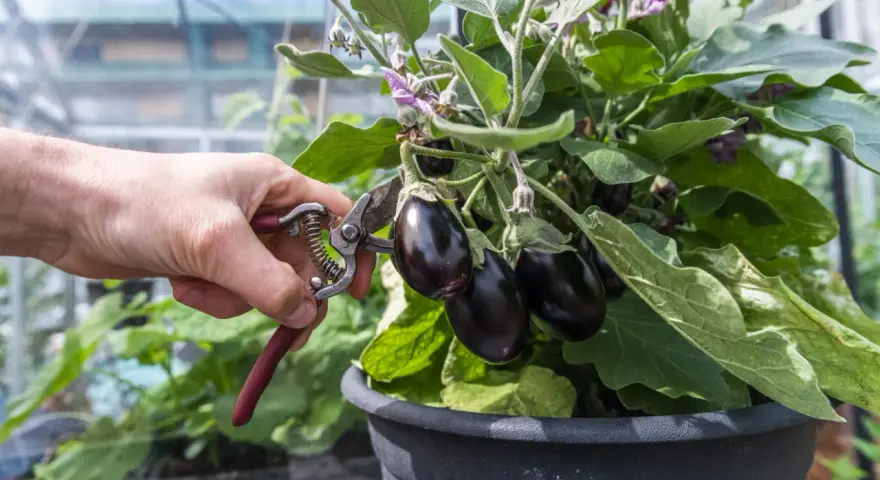 En hand med sekatör skördar mogna auberginer från en planta i växthus. Perfekt för ett läckert aubergine recept!