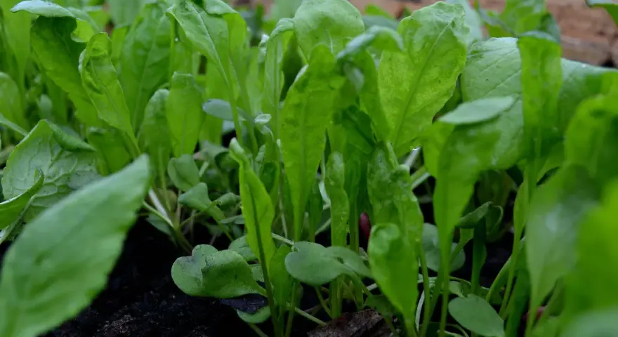 Små, gröna ruccolablad som spirar i mörk jord. Snart redo att odla och skörda för en god sallad.