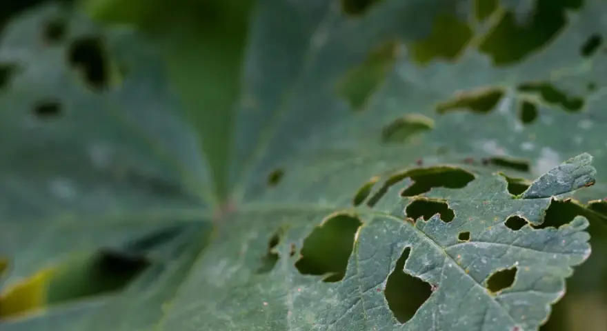 Hoja verde con agujeros, evidencia de antracnosis en plantas.