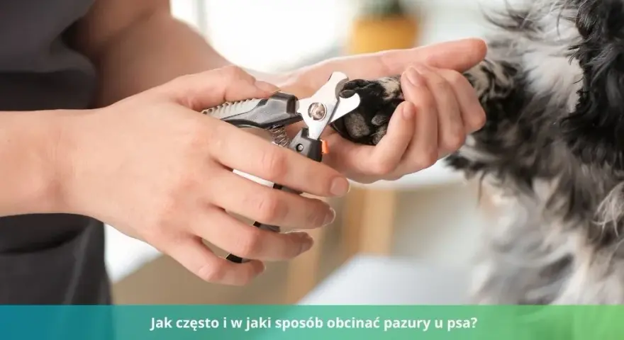 Czy weterynarz obcina pazury psu? Ważne informacje dla właścicieli