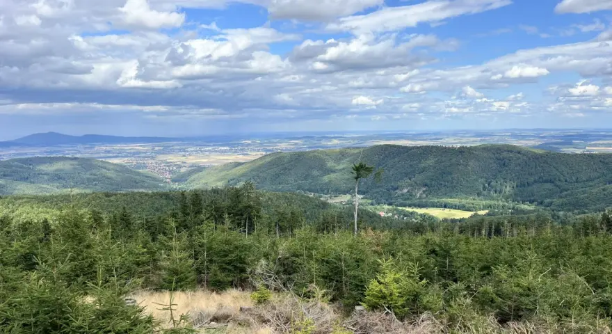 Widok na zielone wzgórza i doliny w parku krajobrazowym Gór Sowich. Na pierwszym planie młode drzewka iglaste, w tle rozległa panorama z chmurami na niebie.