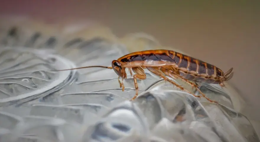 Cucaracha sobre superficie transparente. ¿Buscas cómo fumigar cucarachas casero?