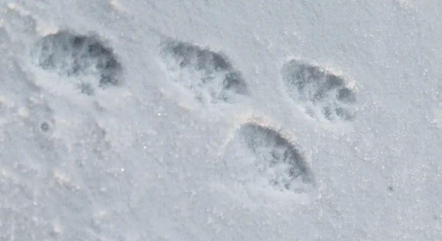 Une empreinte martre dans la neige fraîche, révélant les détails de ses pattes agiles.