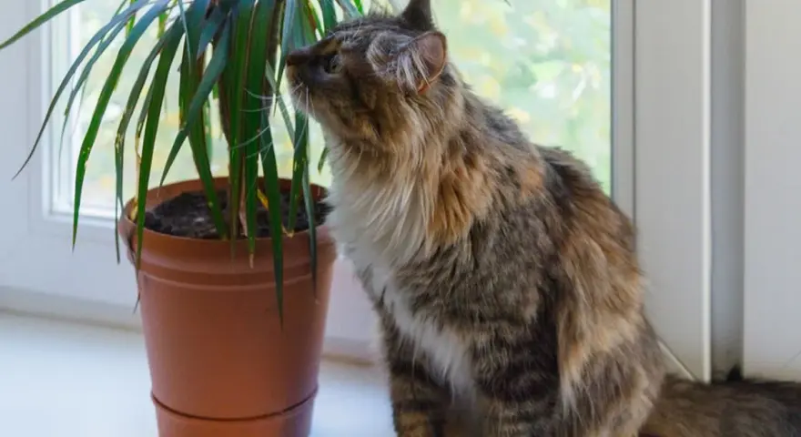 Puszysty kotek ciekawie wącha dracenę. Czy dracena jest trująca dla kota? Warto to sprawdzić, zanim kotek się nią zainteresuje.