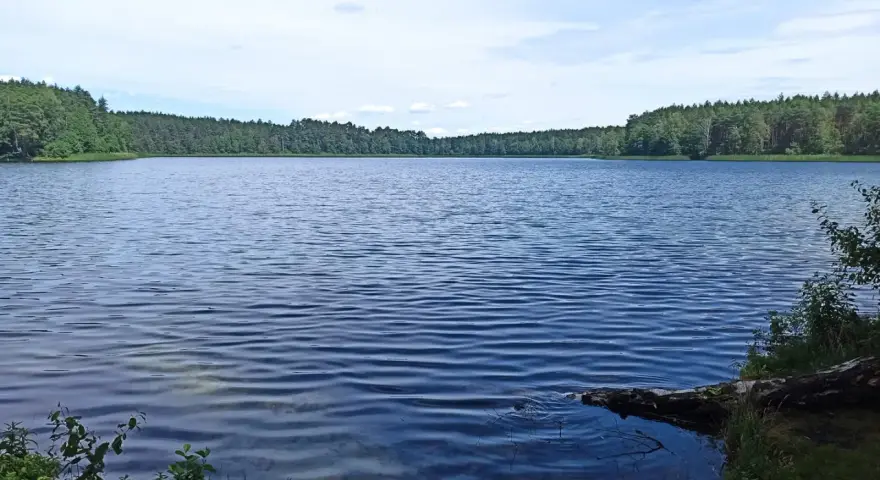 Spokojne jezioro Głęboczek otoczone lasem, z łagodnymi falami na wodzie i błękitnym niebem.