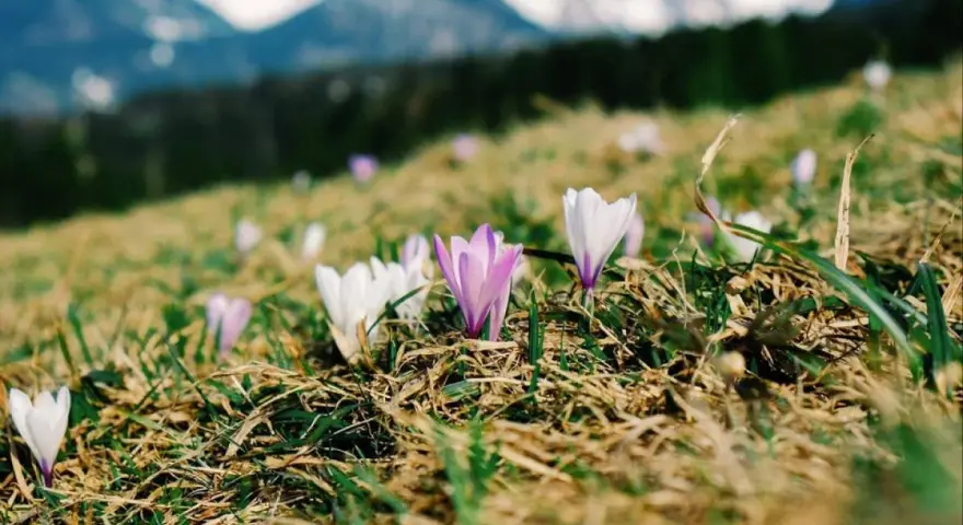 Premières fleurs de montagne, des crocus blancs et violets, éclosent sur une pente herbeuse, avec des sommets enneigés en arrière-plan.