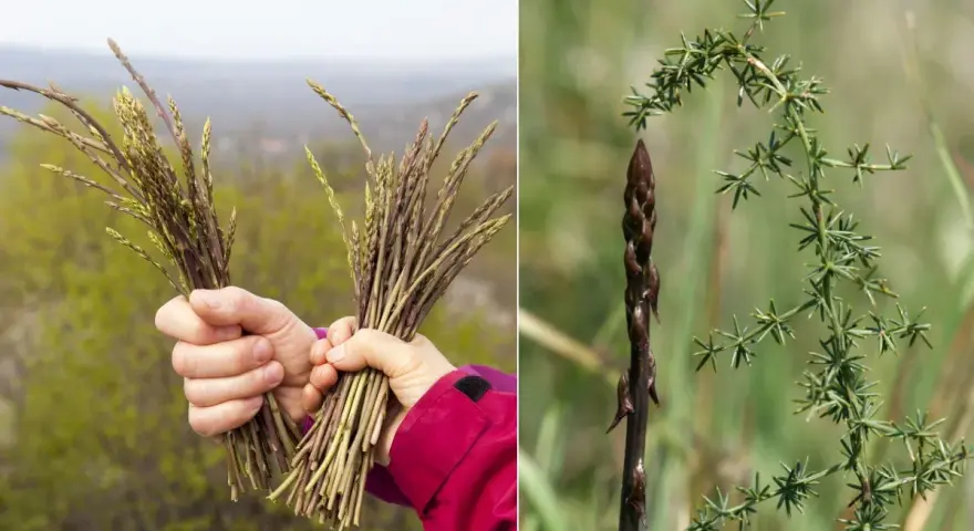 Mani che raccolgono asparagi selvatici, con un primo piano di un germoglio scuro e la sua pianta verde e spinosa.