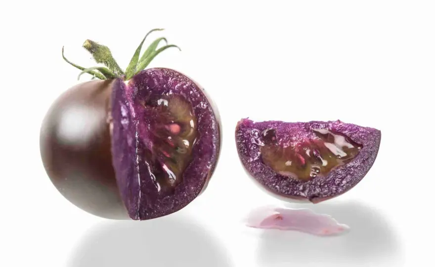 Pomodoro viola, come coltivarlo nell’orto con successo